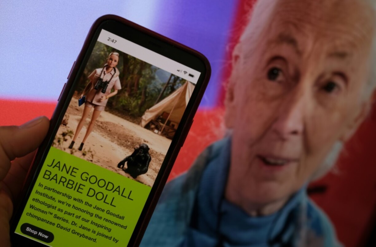 American toy manufacturer Mattel's Barbie dolls modeled after primatologist Jane Goodall and her research specimen, a chimpanzee named David Greybeard
