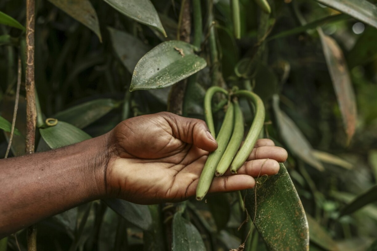 Sao Tome, off the Gulf of Guinea, has revived its vanilla cultivation to try to diversify its economy