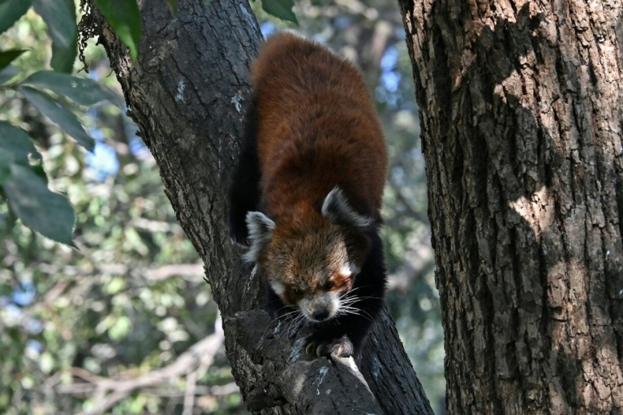 Red pandas face high risk of extinction due to habitat loss, conservation groups say