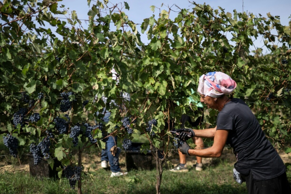Workers harvested Barbera grapes in Agliano Terme