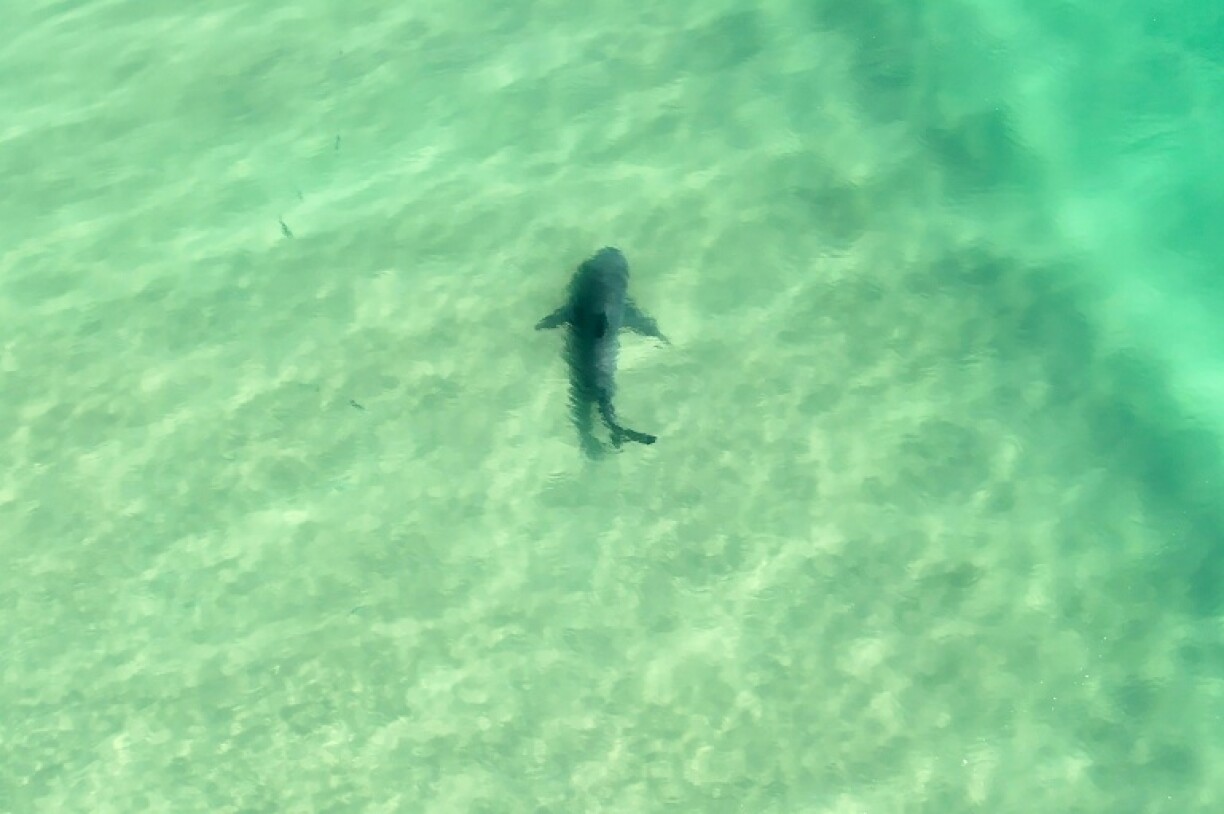 Drones have spotted more than 1,000 sharks off the New South Wales coast in the past year