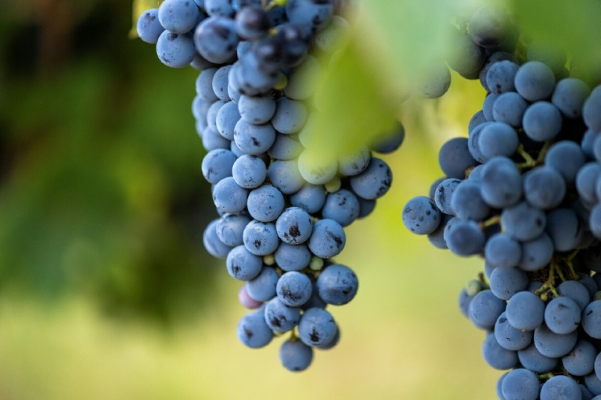 Wegen der extremen Hitze in diesem Sommer hat im Elsass die Weinlese so früh begonnen wie nie zuvor. Am Dienstag begann die Lese für alle Rebsorten gleichzeitig, wie die elsässische Winzervereinigung mitteilte.