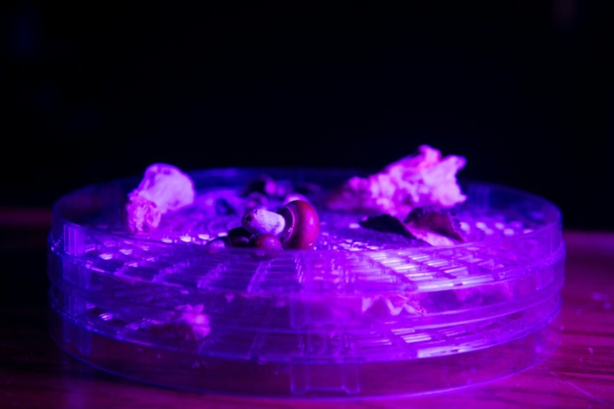 Tiny doses of 'magic mushrooms' are enough to provoke fits of laughters, and a slight distortion of the senses