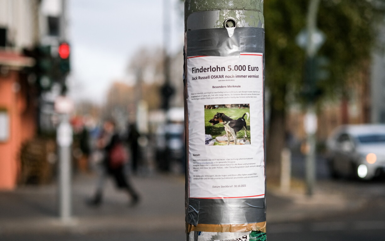 Eng Foto vun enger Vermësstemeldung fir en Hond, deen 2021 zu Berlin geklaut gi war.