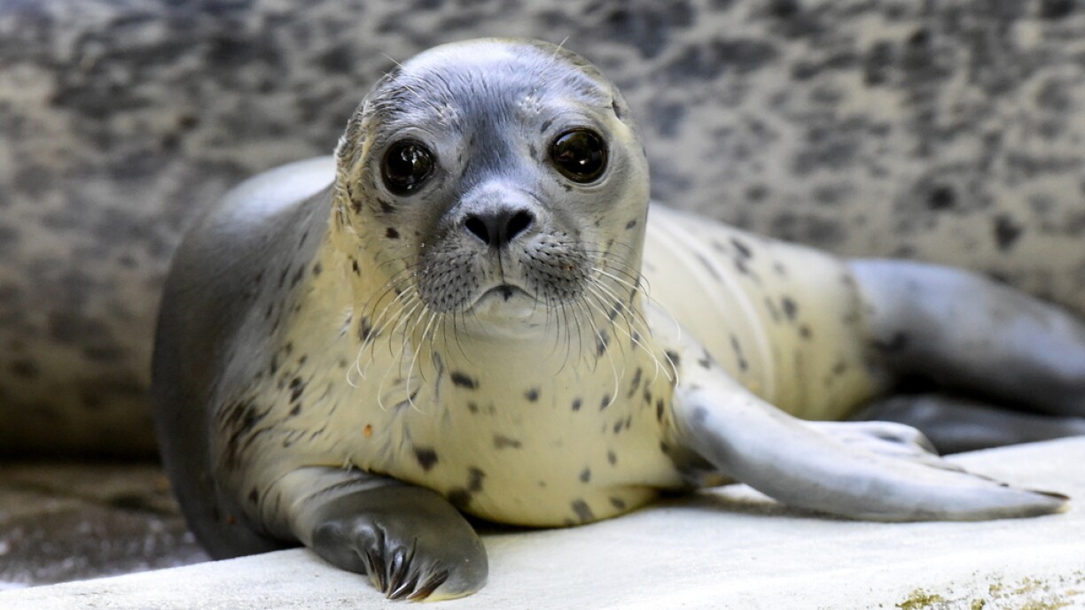 Female seal pup
