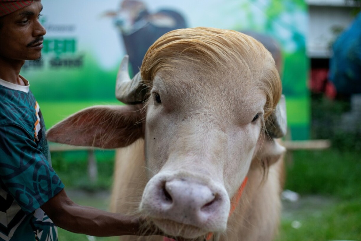 Zumindest bei der Frisur ist eine gewisse Ähnlichkeit nicht zu leugnen: Mit seiner blonden Mähne sorgt Albino-Büffel "Donald Trump" derzeit für Aufsehen in Bangladesch.