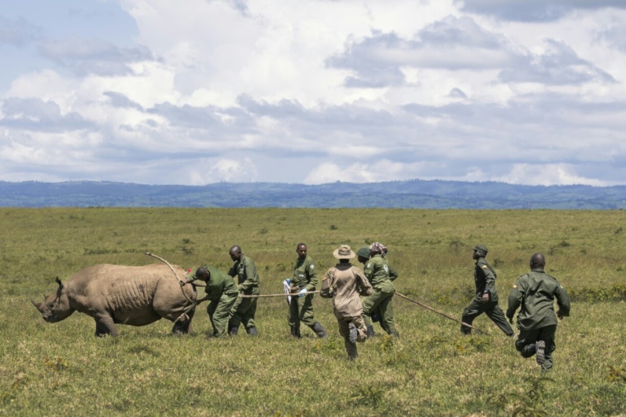 Some 20 rhinos have been moved to Segera to bolster their reproduction chances
