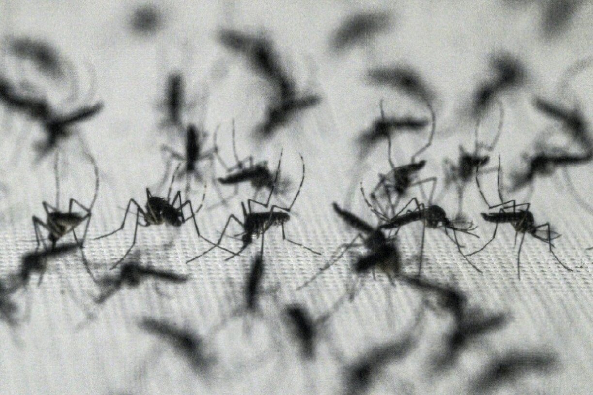Das von Stechmücken übertragene West-Nil-Virus hat in Nordmazedonien in den vergangenen Wochen bereits fünf Menschen getötet.