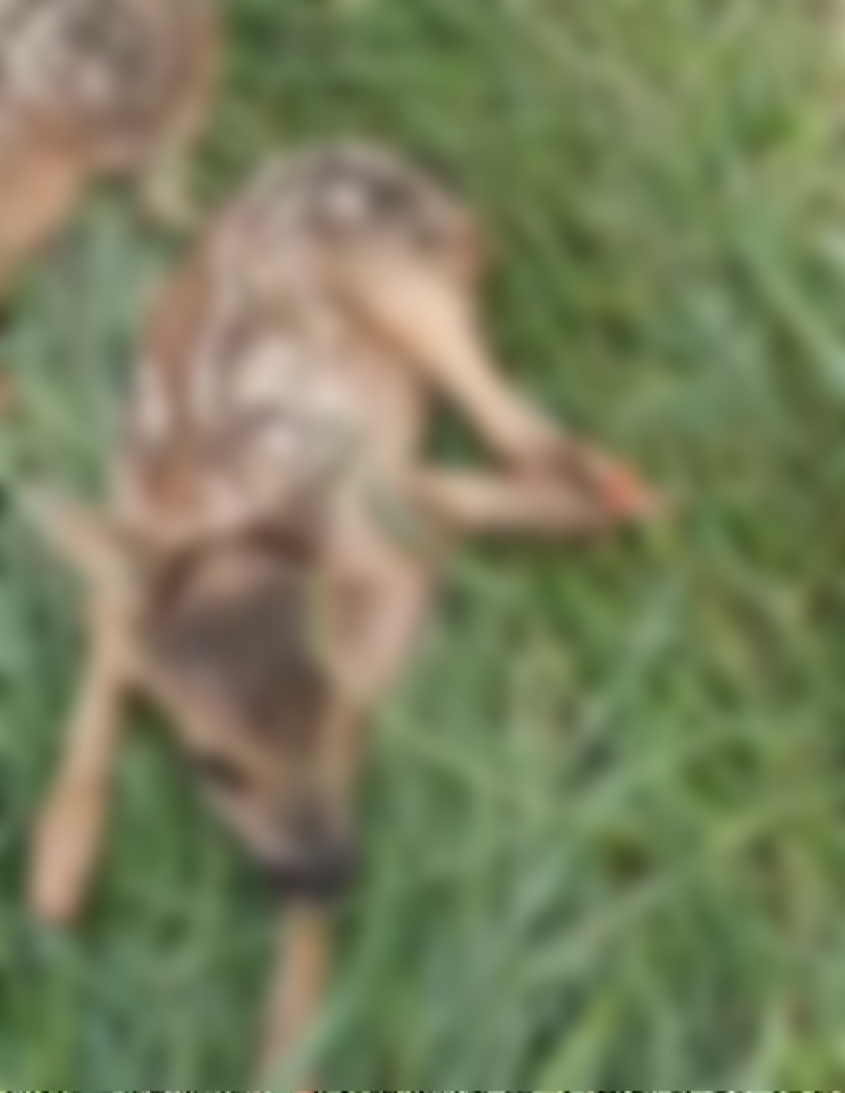 Si vous souhaitez voir cette photo non censurée, cliquez sur l'image. Attention, la photo peut choquer.