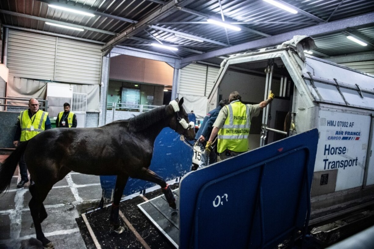 Un cheval est chargé dans un container avant de voyager en avion, à l'aéroport de Roissy, à Paris, le 29 octobre 2019