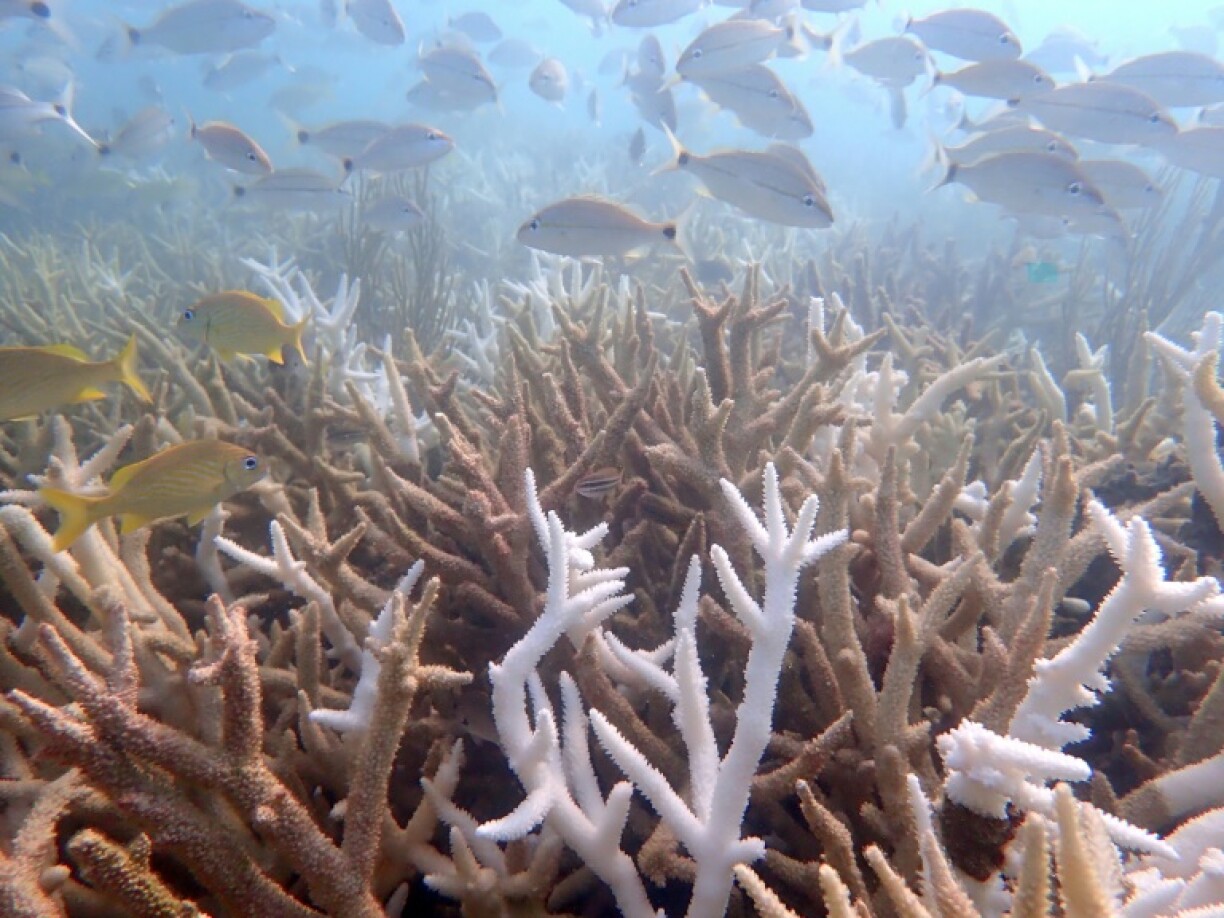 This handout picture provided by Shedd Aquarium shows a dying thicket of Acropora cervicornis (staghorn coral) in Dry Tortugas National Park, Florida, on 11 September, 2023, with some branches completely bleached and others having already died