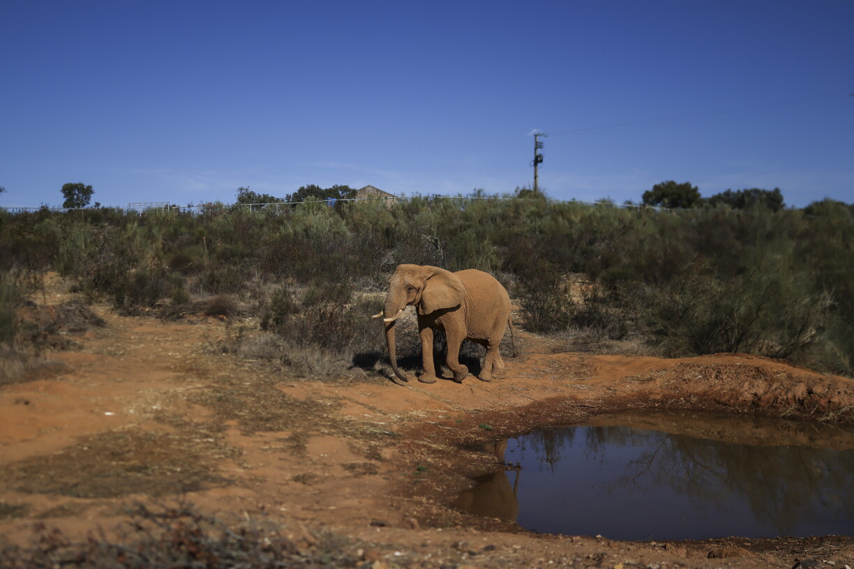 Julie, une éléphante âgée de 45 ans, est photographiée au sanctuaire Pangea à Vila Viçosa, dans la région de l'Alentejo, le 22 octobre 2026.