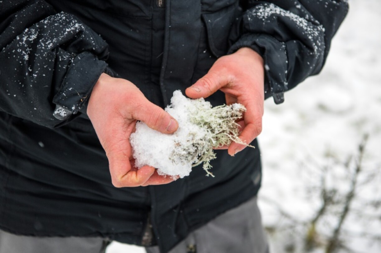 Time for a snowball fight?