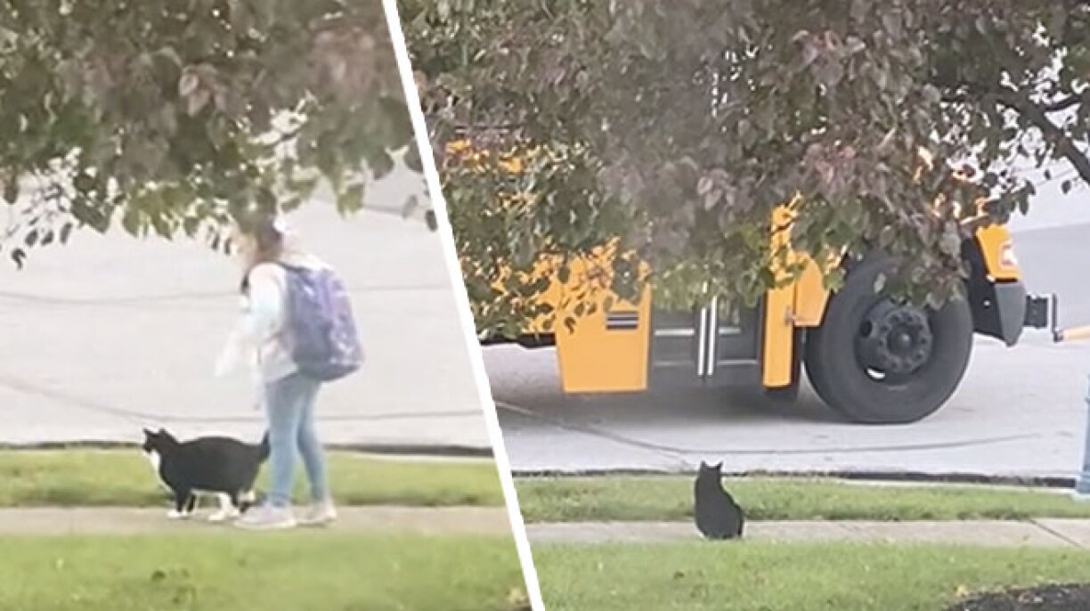 Ce chat accompagne une petite fille à son arrêt de bus chaque matin: