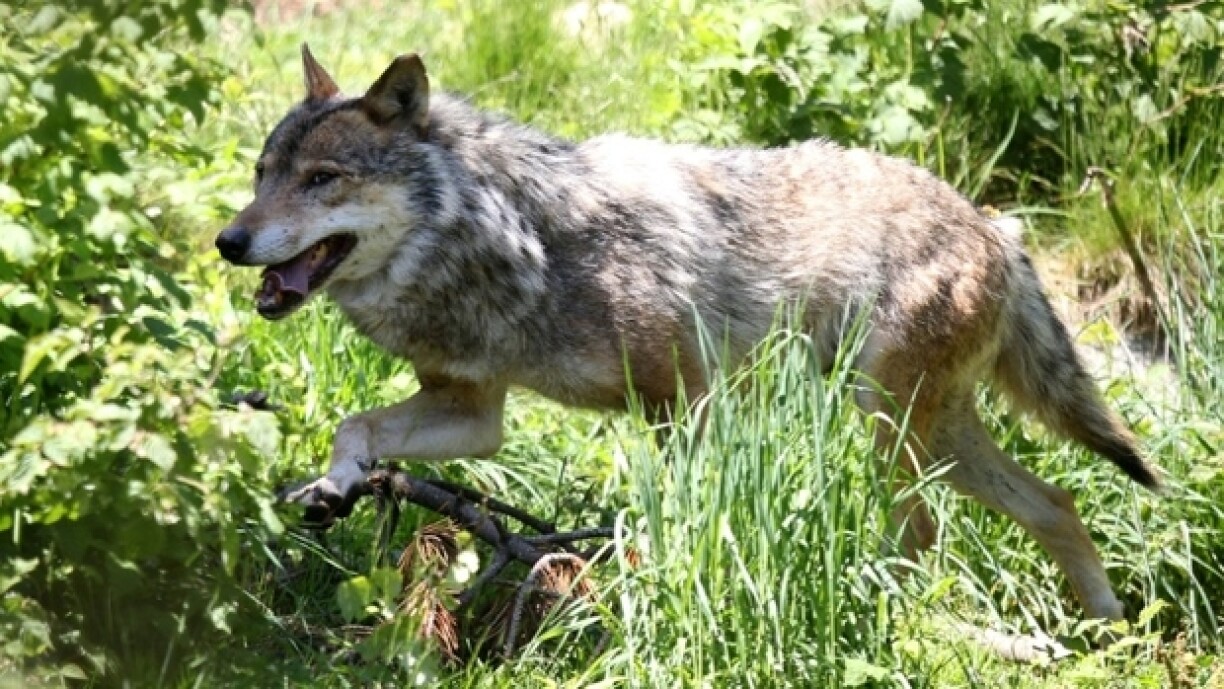 E Wollef an engem Déierepark.