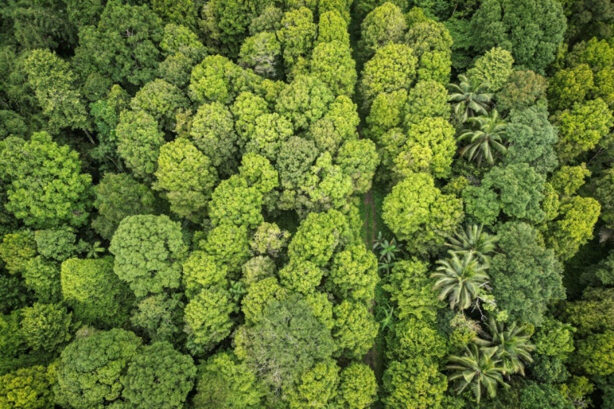 Colonial powers once warred over the cloves grown on the eastern Indonesian island of Ternate