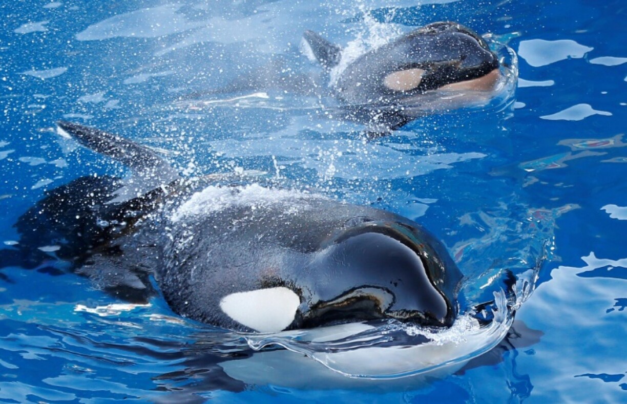 An orca swims with its baby at the Marineland animal park in the French Riviera city of Antibes in 2013
