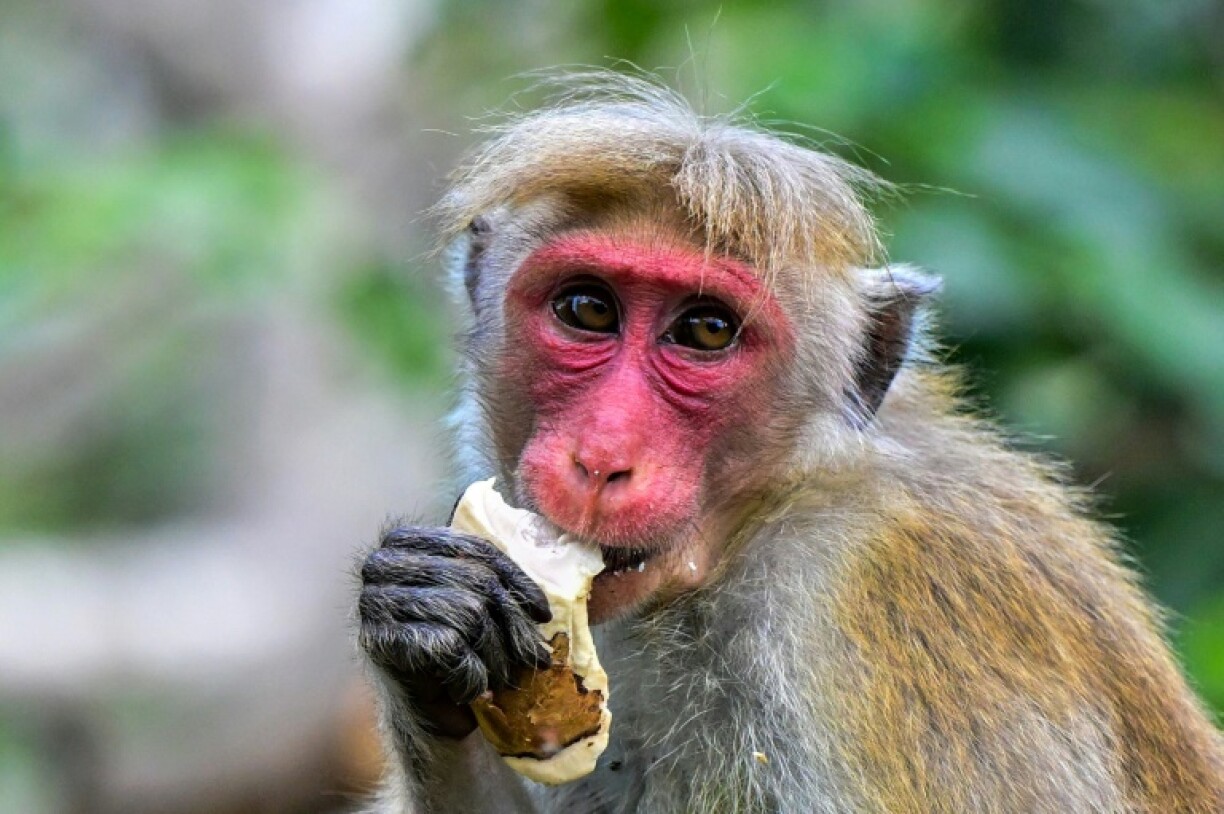 Official estimates suggest that about a third of all crops in Sri Lanka are eaten or destroyed by wild animals