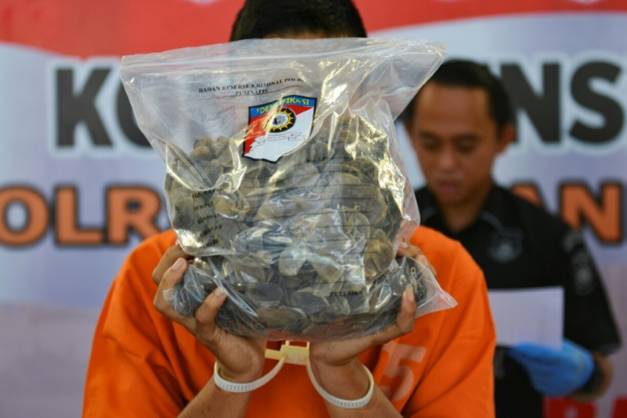 Pangolin scales are coveted in traditional medicine