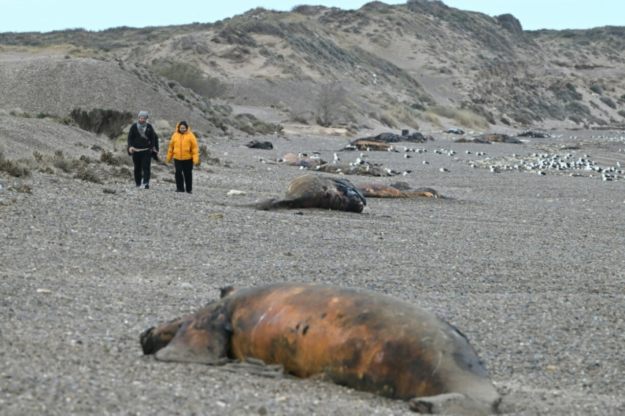 Scientists suspect a bacterial infection to be behind the mystery deaths of hundreds of southern right whale calves washed up on beaches in Argentina's Patagonia region