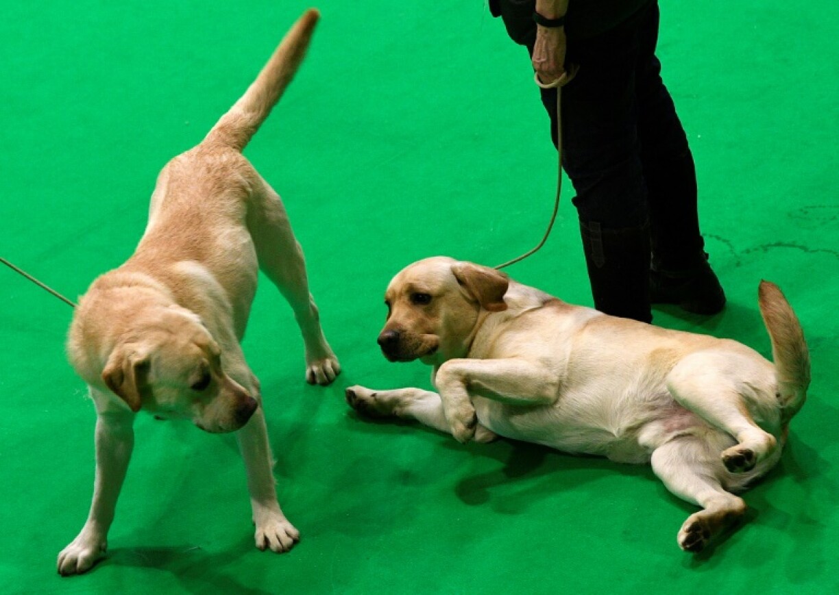 Labrador Retriever dogs wait in the judging ring on the final day of the Crufts dog show at the National Exhibition Centre in Birmingham