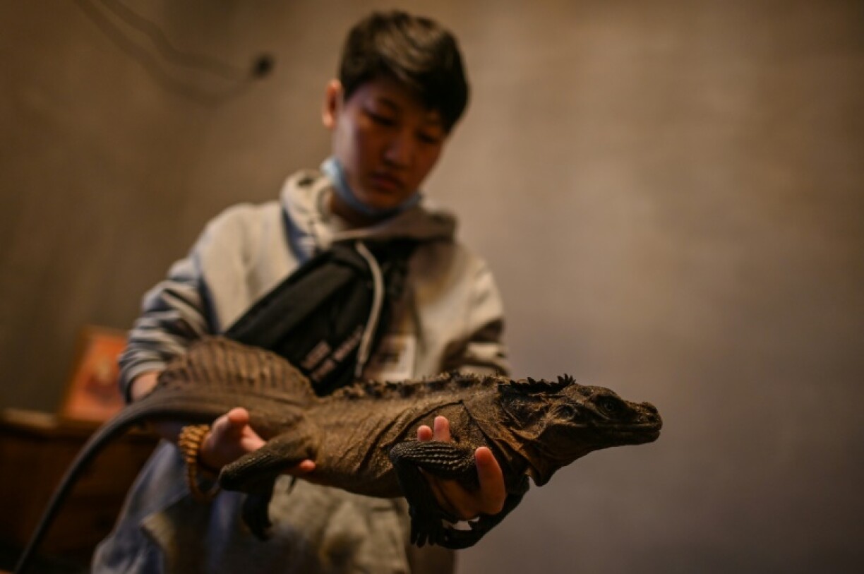 Un iguane tenu par un client dans un café pour reptiles de Shanghai, le 26 février 2021
