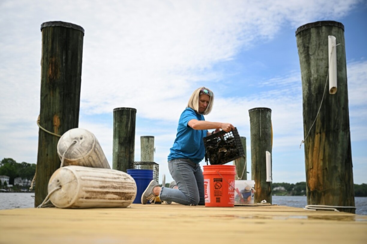Kimberly Price, 53, takes care of baby oysters at her home in Maryland