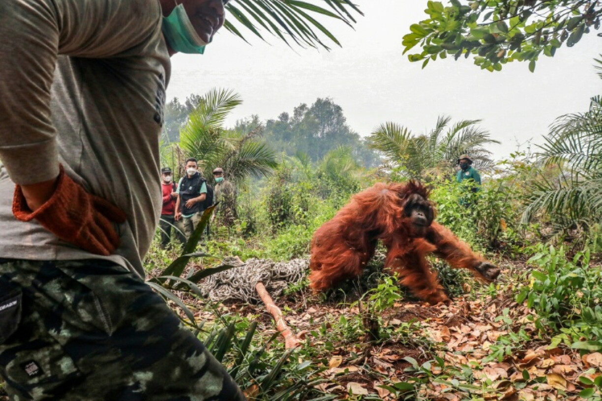 Conservation groups in Indonesia say dozens of endangered orangutans have been rescued from wildfires