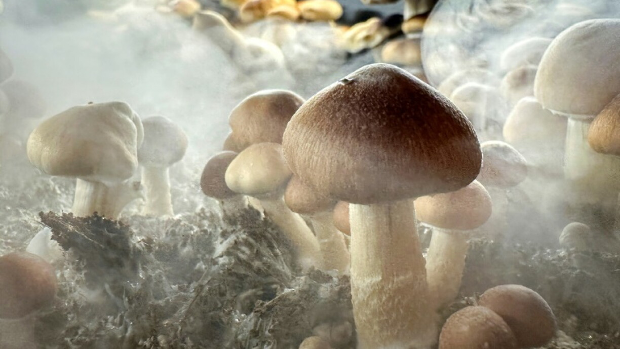 Psilocybin: New Zealand approves medicinal use of 'magic mushrooms'