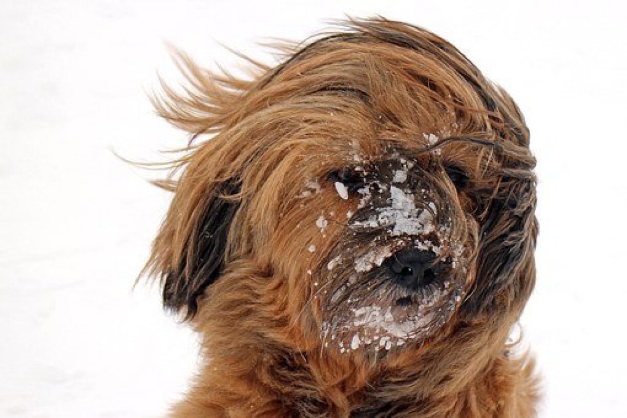 A wind-swept doggy in the snow