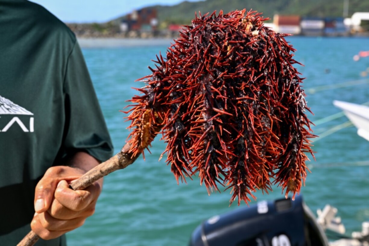 A single crown-of-thorns adult can eat more than 10 square metres (110 square feet) of reef each year, squeezing its stomach through its mouth to coat coral in digestive juices
