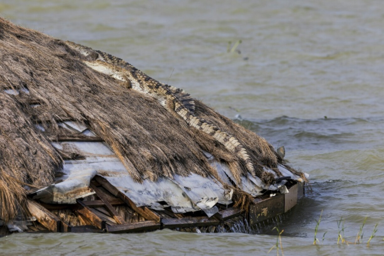 Un crocodile se prélasse le 27 juillet 2026 sur le toit de ce qui fut une salle de réunion d'un complexe hôtelier désormais submergé par la montée des eaux du lac Baringo, à Marigat, au Kenya