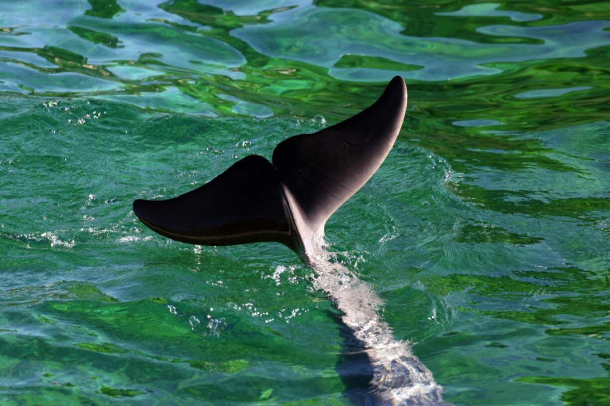 Rocky the dolphin died after being transferred from a shuttered French marine park to one in Spain