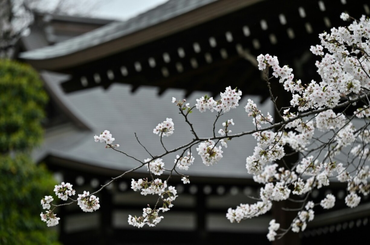 Blooming cherry blossoms are pictured at Yasukuni Shrine as the blossom viewing season begins in full in central Tokyo