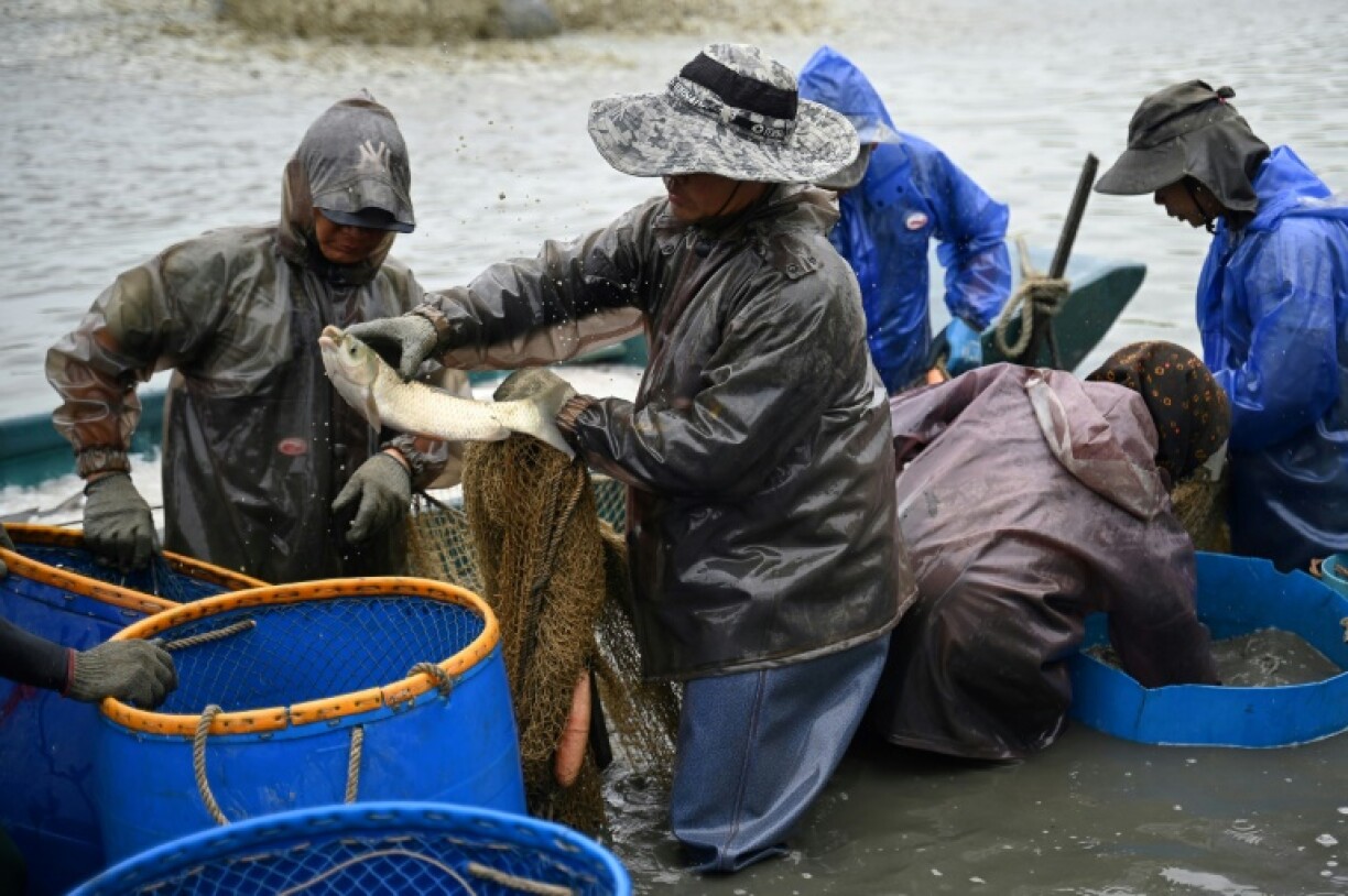 Fishermen work in a pond in San Tin in northern Hong Kong, on the border with the Chinese city of Shenzhen