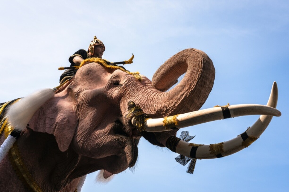 Eleven mahout-mounted pink painted elephants marched through Bangkok on Thursday, bowing in union outside the Grand Palace in a lumbering tribute to the late queen mother