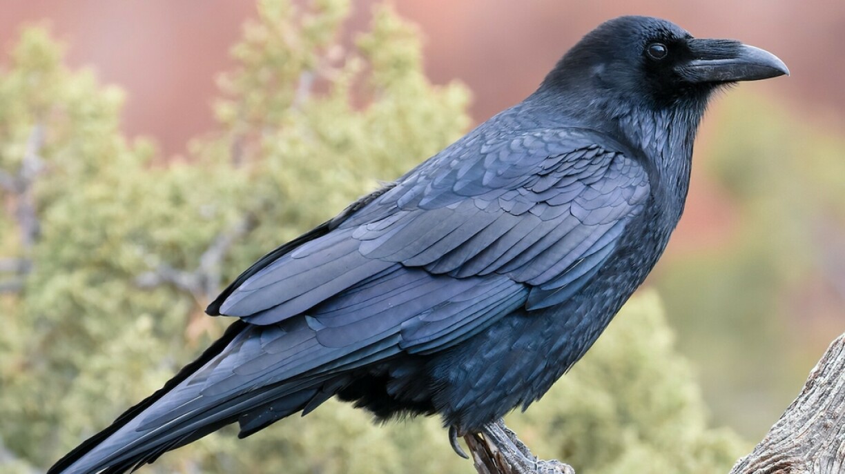 Common raven, Corvus corax