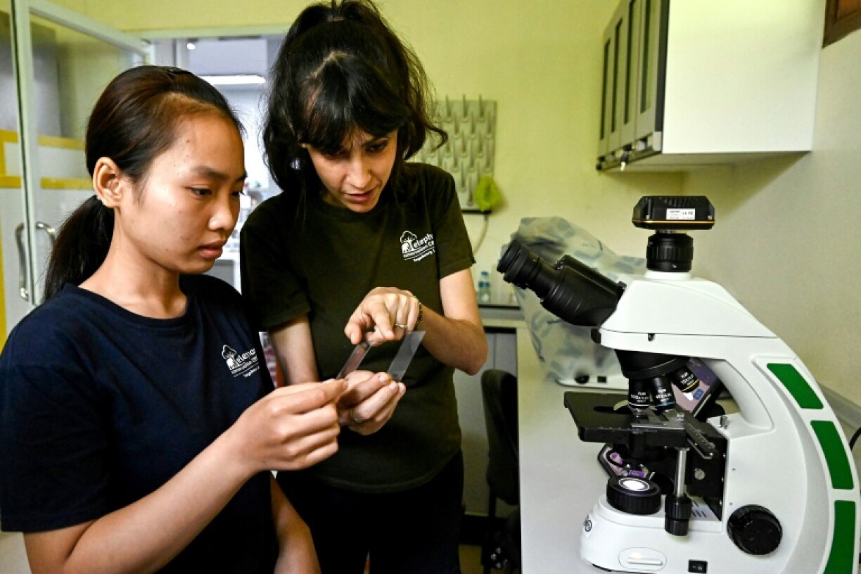 Wildlife biologist Anabel Lopez Perez (R) and lab tech Pavina Chalernsouk look at a sample of elephant blood at the ECC research facility