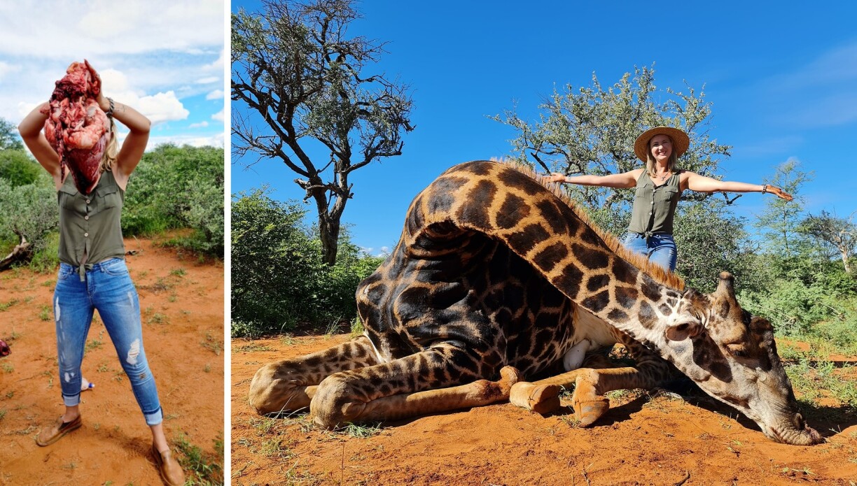 La chasseuse posant à coté de son trophée, et portant le coeur de la girafe.