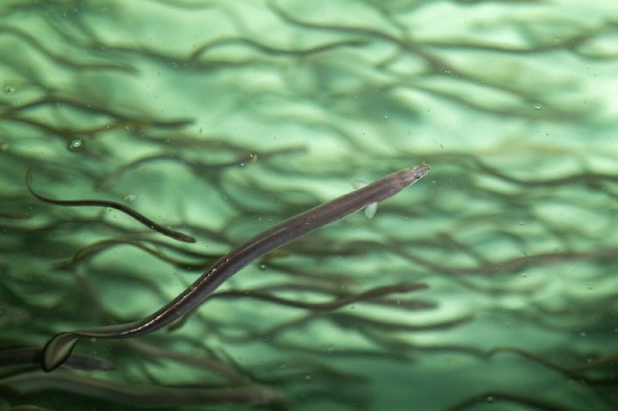 Eels are widely consumed in Japan, which opposed adding new restrictions on their trade