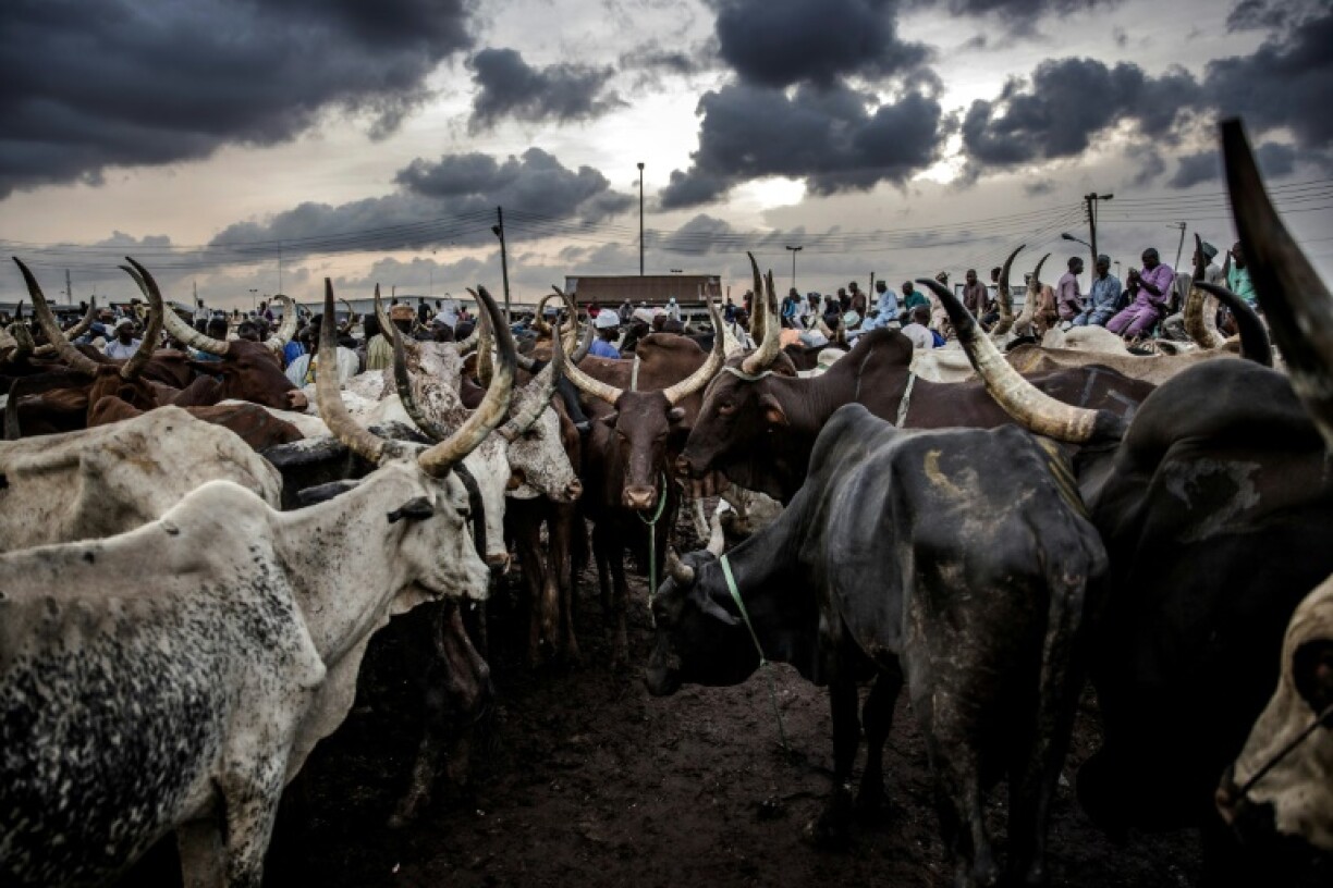 Livestock is a major source of income in the Sahel region