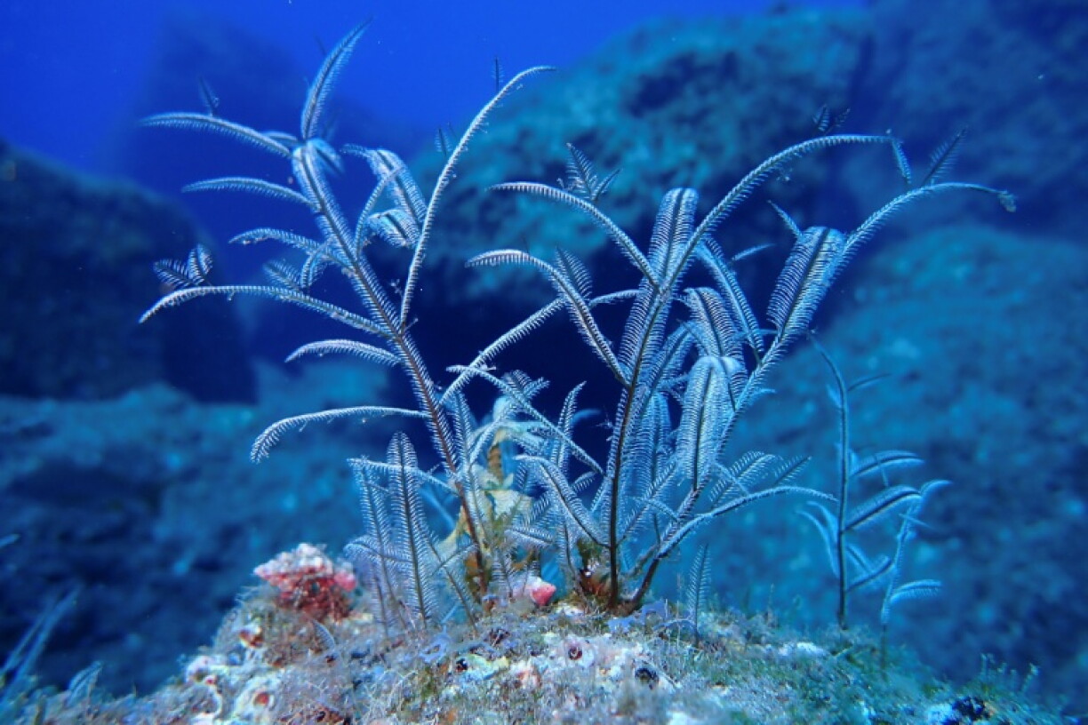Scientists are looking for information that could help predict how marine biodiversity will respond to rising temperatures