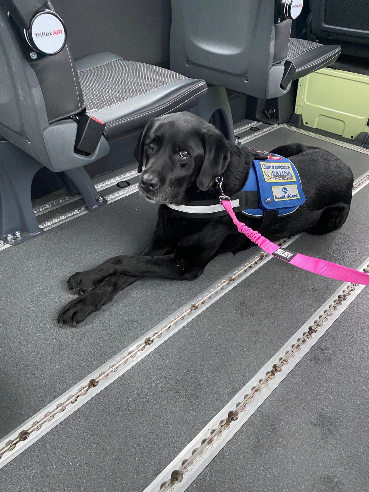 D'Faustine begleet seng Meeschtesch quasi iwwerall hin.