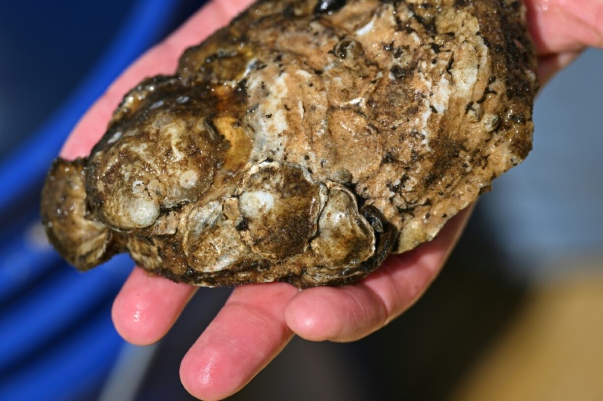 The baby oysters grow on larger shells, many recycled from seafood restaurants
