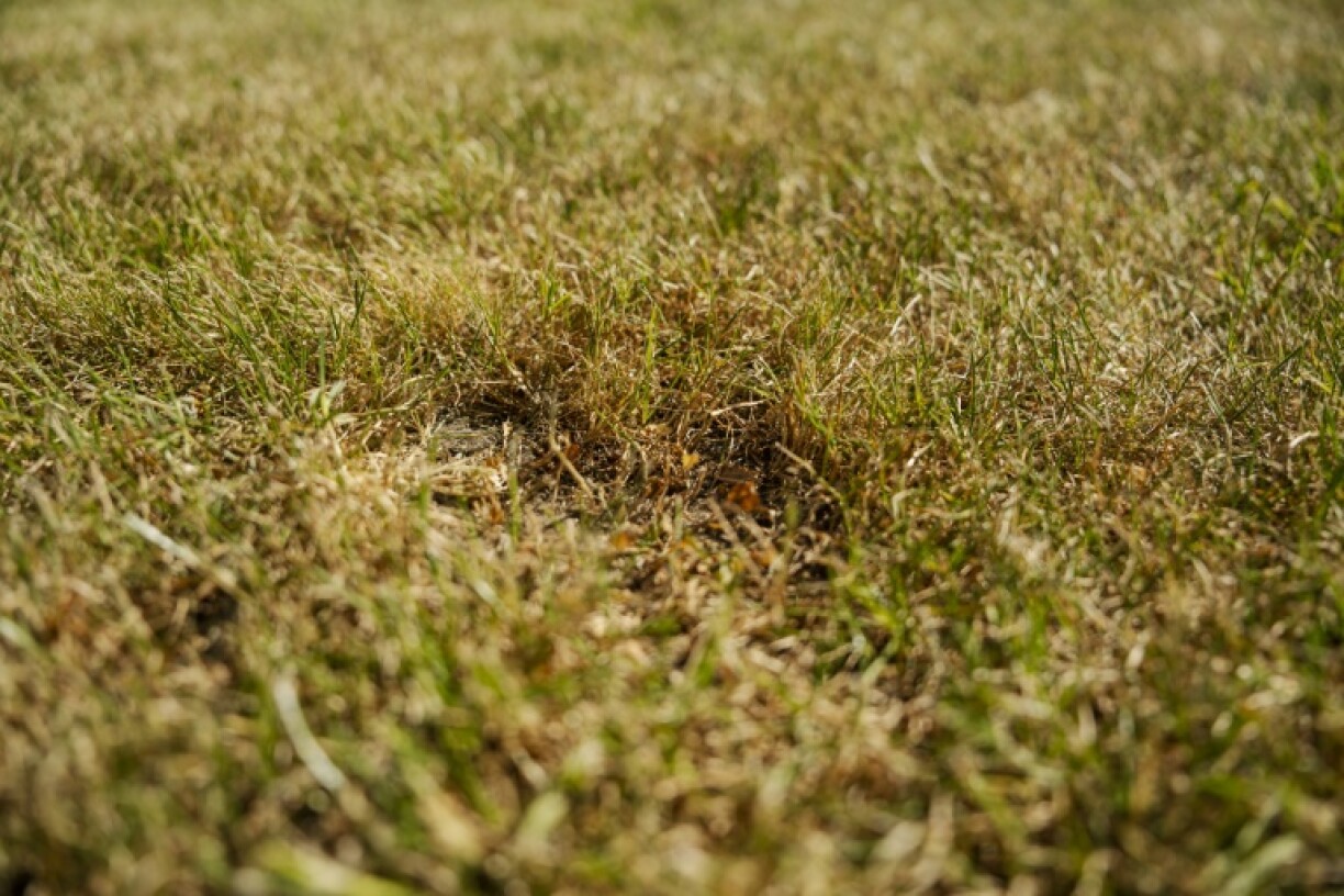 Signs of drought were apparent in Koege, in Denmark