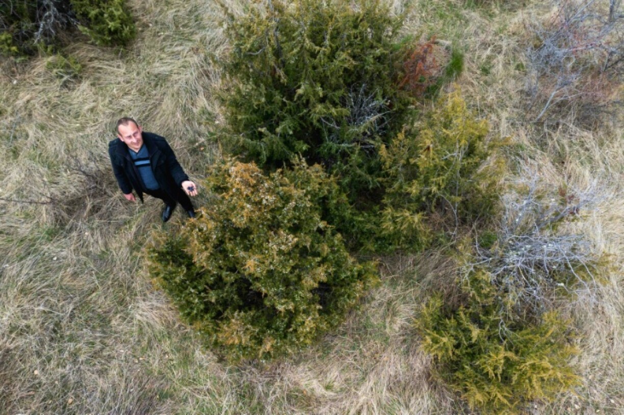 Slobodan Velickovic inspecte des baies de genièvre sur des buissons dans les collines près de Vranje, dans le sud de la Serbie, le 15 avril 2026