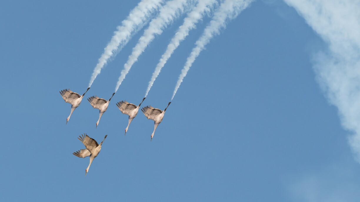 SANDHILL CRANE FLIGHT TEAM AIR SHOW