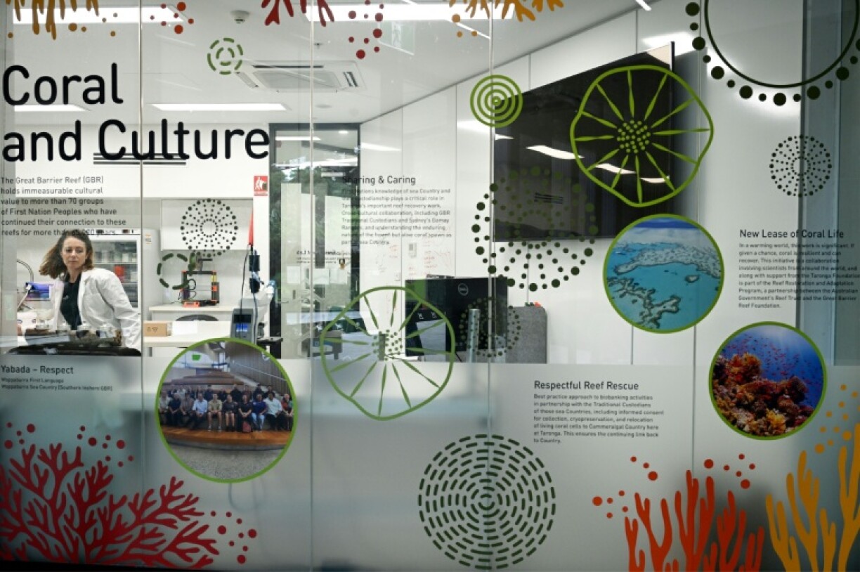 Scientists have collected cells from 34 species of coral, prioritising those most essential to reef structure and function