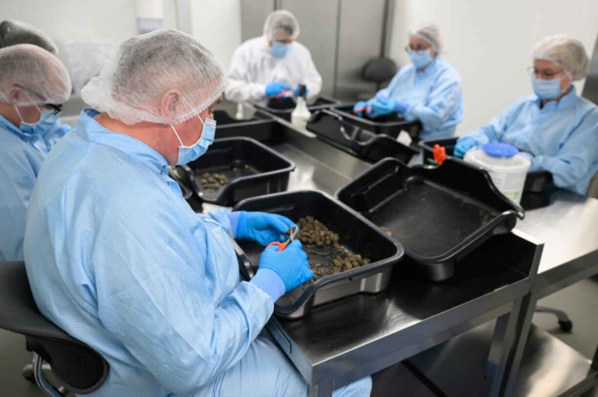 The brownish-green buds are used to relieve chronic pain and sleep disorders, treat certain forms of epilepsy, and offer support for cancer, HIV and palliative care patients