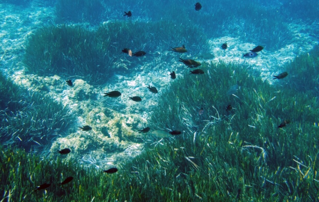 'Damselfish' in seagrass meadows in Marseille inhabit an ecosystem threatened by the anchors of pleasure boats